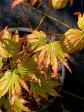 Load image into Gallery viewer, Acer palmatum &#39;Green Elf&#39;
