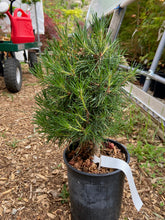 Load image into Gallery viewer, Pinus sylvestris &#39;Green Penguin&#39;
