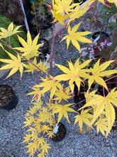 Load image into Gallery viewer, Acer palmatum &#39;Gaki no sugi&#39;
