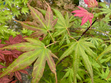 Load image into Gallery viewer, Acer palmatum &#39;Gaki no sugi&#39;
