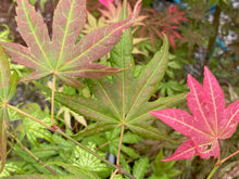 Load image into Gallery viewer, Acer palmatum &#39;Gaki no sugi&#39;
