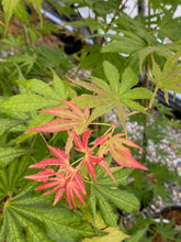 Load image into Gallery viewer, Acer palmatum &#39;Gaki no sugi&#39;
