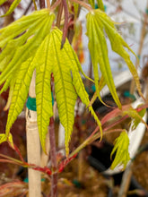 Load image into Gallery viewer, Acer palmatum &#39;Gaki no sugi&#39;
