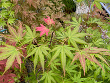 Load image into Gallery viewer, Acer palmatum &#39;Gaki no sugi&#39;
