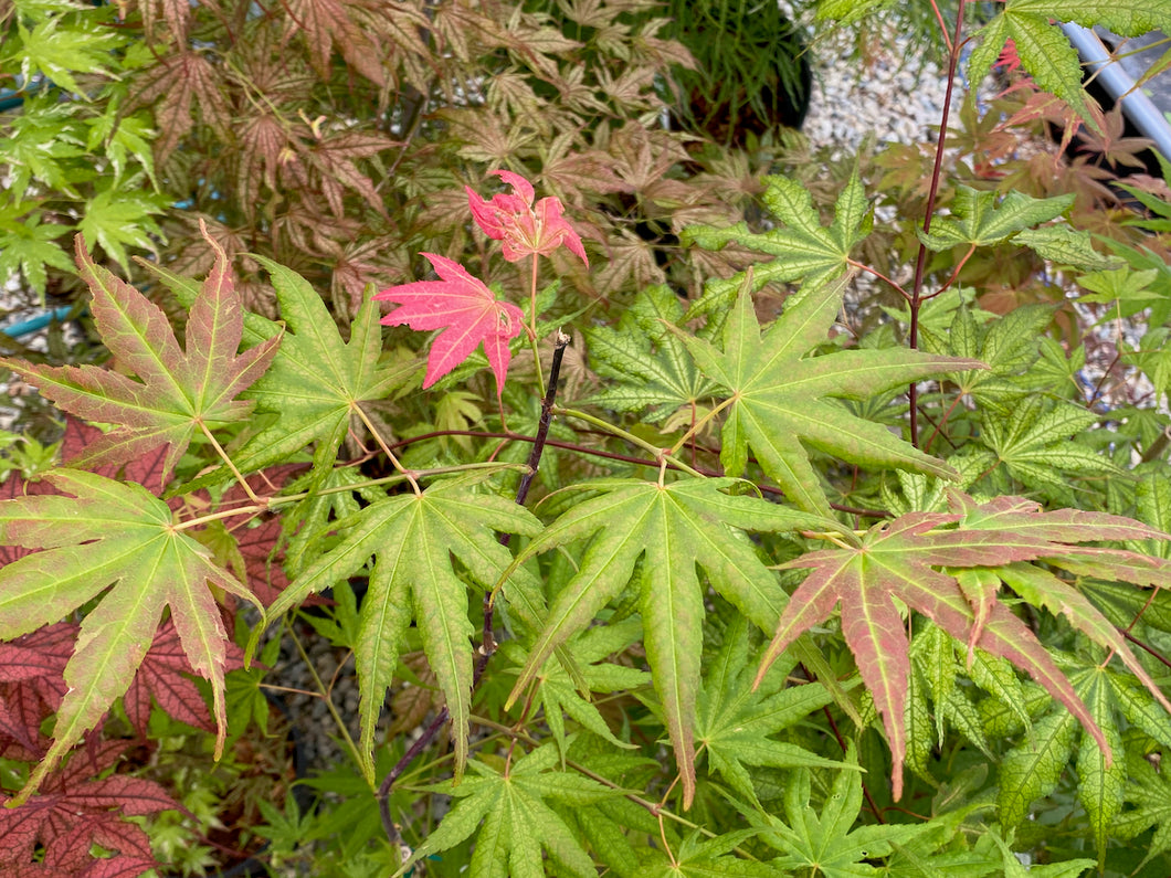 Acer palmatum 'Gaki no sugi'