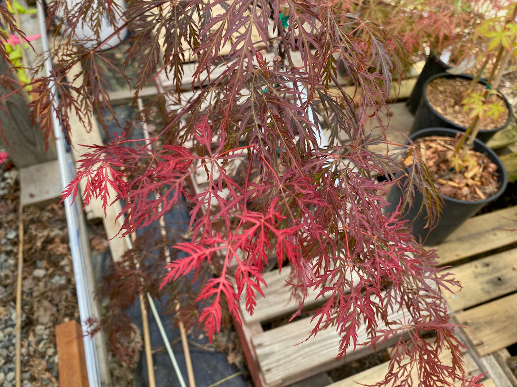 Acer palmatum dissectum 'Garnet'