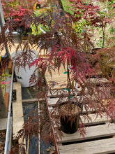 Load image into Gallery viewer, Acer palmatum dissectum &#39;Garnet&#39;
