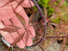 Load image into Gallery viewer, Acer palmatum dissectum &#39;Garnet Tower&#39;
