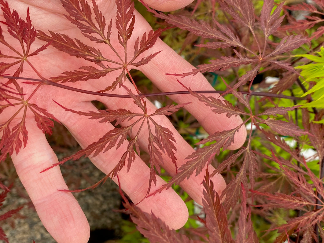 Acer palmatum dissectum 'Garnet Tower'