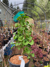 Load image into Gallery viewer, Gingko biloba &#39;Spring Grove&#39;
