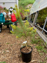 Load image into Gallery viewer, Pinus sylvestris &#39;Gold Medal&#39;
