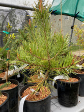 Load image into Gallery viewer, Pinus sylvestris &#39;Gold Medal&#39;

