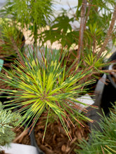 Load image into Gallery viewer, Pinus densiflora &#39;Golden Ghost&#39;
