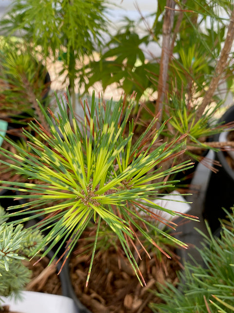 Pinus densiflora 'Golden Ghost'