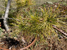 Load image into Gallery viewer, Pinus densiflora &#39;Golden Ghost&#39;
