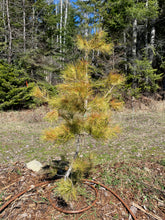 Load image into Gallery viewer, Pinus densiflora &#39;Golden Ghost&#39;
