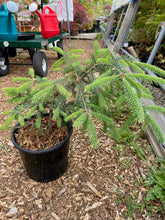 Load image into Gallery viewer, Picea glauca &#39;Golden Harbour&#39;
