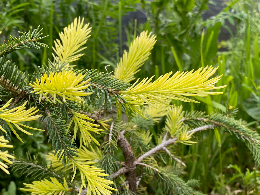 Picea glauca 'Golden Harbour'