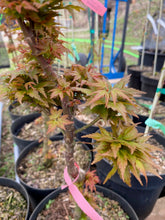 Load image into Gallery viewer, Acer palmatum &#39;Goshiki kotohime&#39;
