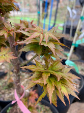 Load image into Gallery viewer, Acer palmatum &#39;Goshiki kotohime&#39;
