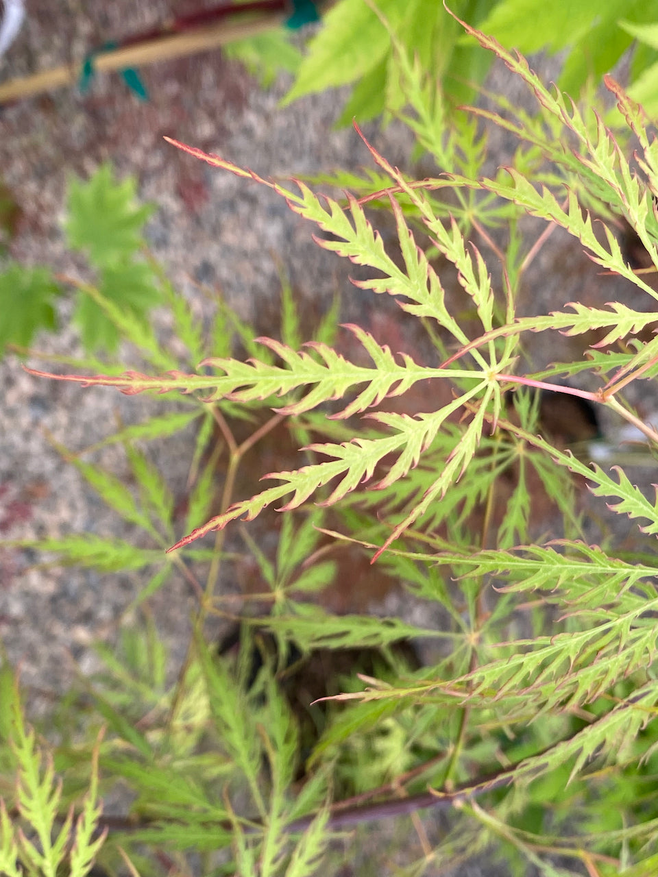 Acer palmatum dissectum 'Green Hornet'