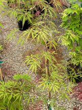 Load image into Gallery viewer, Acer palmatum dissectum &#39;Green Hornet&#39;
