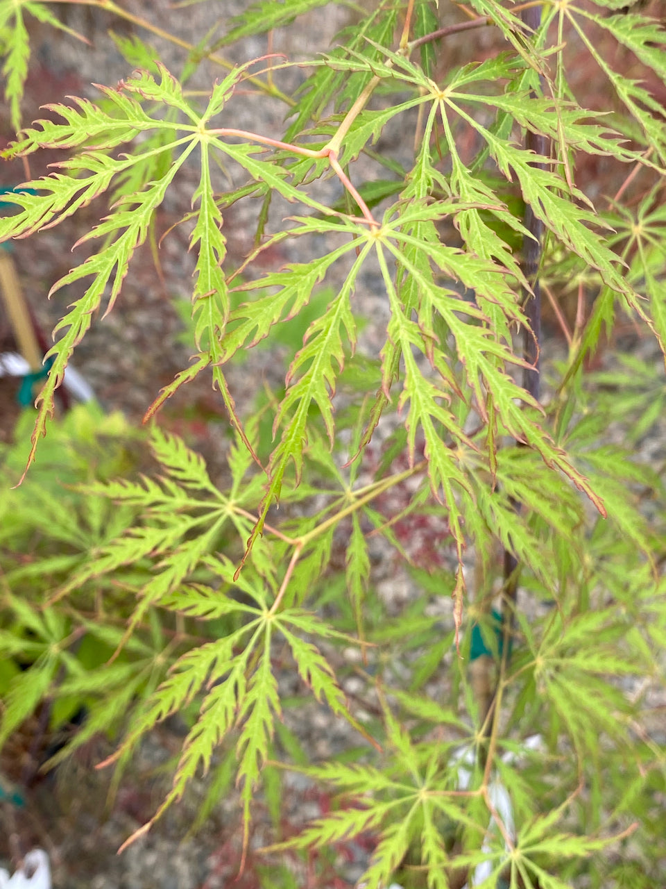 Acer palmatum dissectum 'Green Hornet'