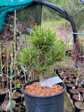 Load image into Gallery viewer, Pinus sylvestris &#39;Green Penguin&#39;
