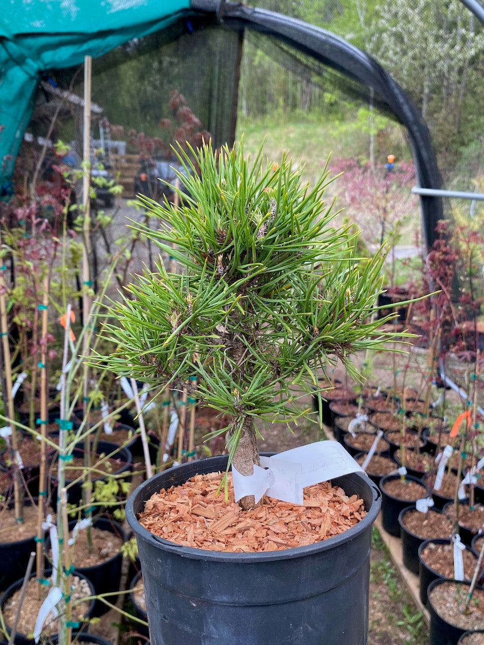 Pinus sylvestris 'Green Penguin'