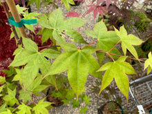 Load image into Gallery viewer, Acer palmatum &#39;Green Tea&#39;
