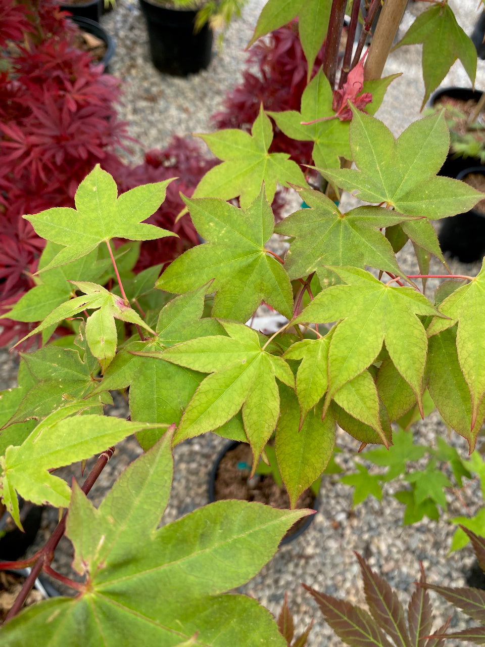 Acer palmatum 'Green Tea'