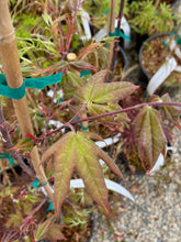 Load image into Gallery viewer, Acer palmatum &#39;Green Tea&#39;
