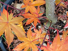 Load image into Gallery viewer, Acer palmatum &#39;Harvest Orange&#39;
