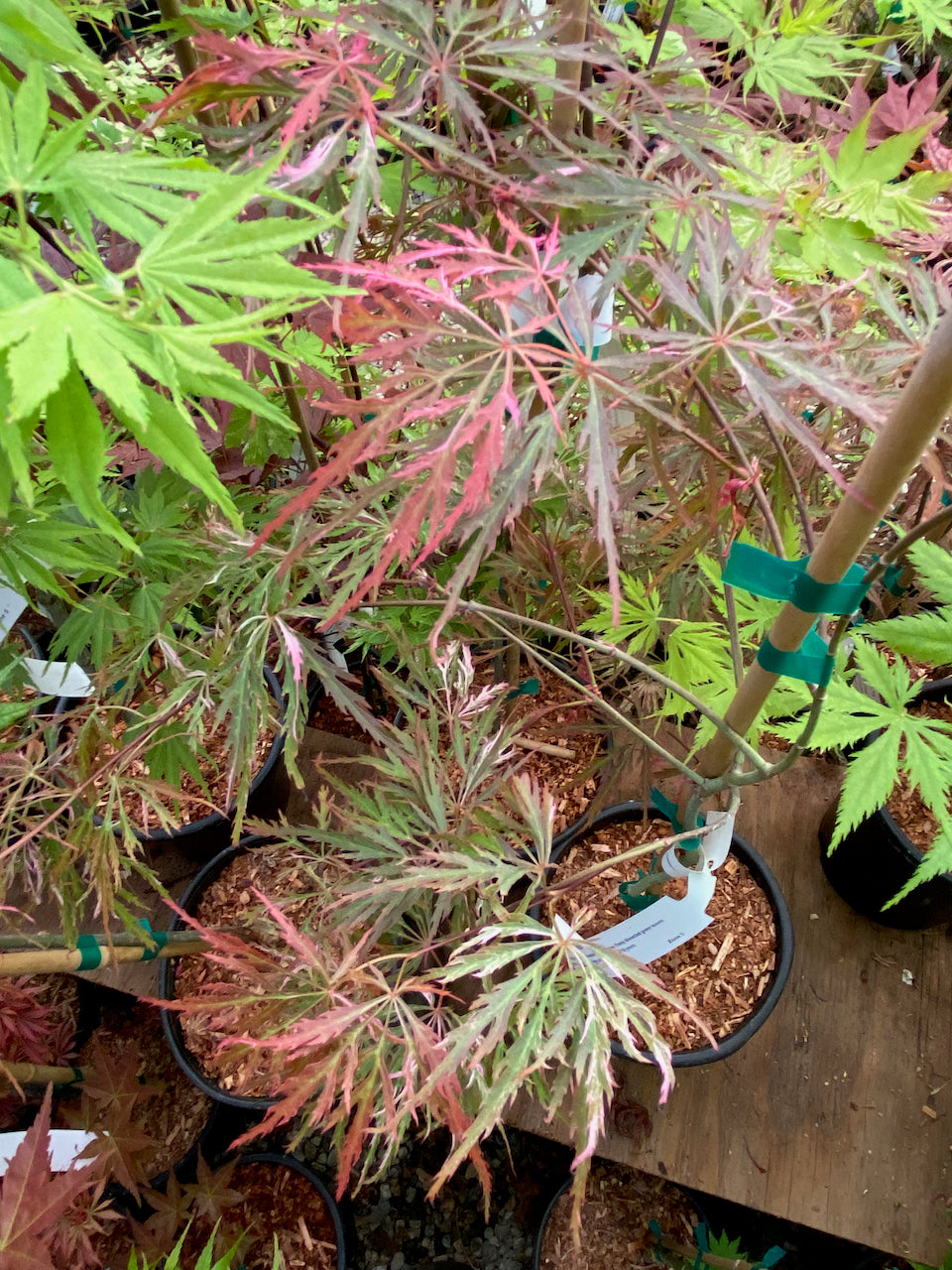 Acer palmatum dissectum 'Hana matoi'