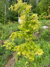 Load image into Gallery viewer, Acer palmatum &#39;Harvest Orange&#39;
