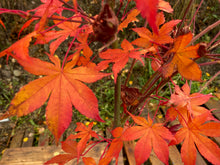 Load image into Gallery viewer, Acer palmatum &#39;Harvest Orange&#39;
