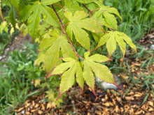 Load image into Gallery viewer, Acer palmatum &#39;Harvest Orange&#39;
