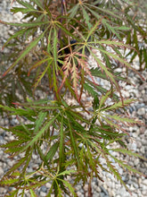 Load image into Gallery viewer, Acer palmatum dissectum &#39;Heartbeat&#39;
