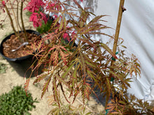 Load image into Gallery viewer, Acer palmatum dissectum &#39;Heartbeat&#39;
