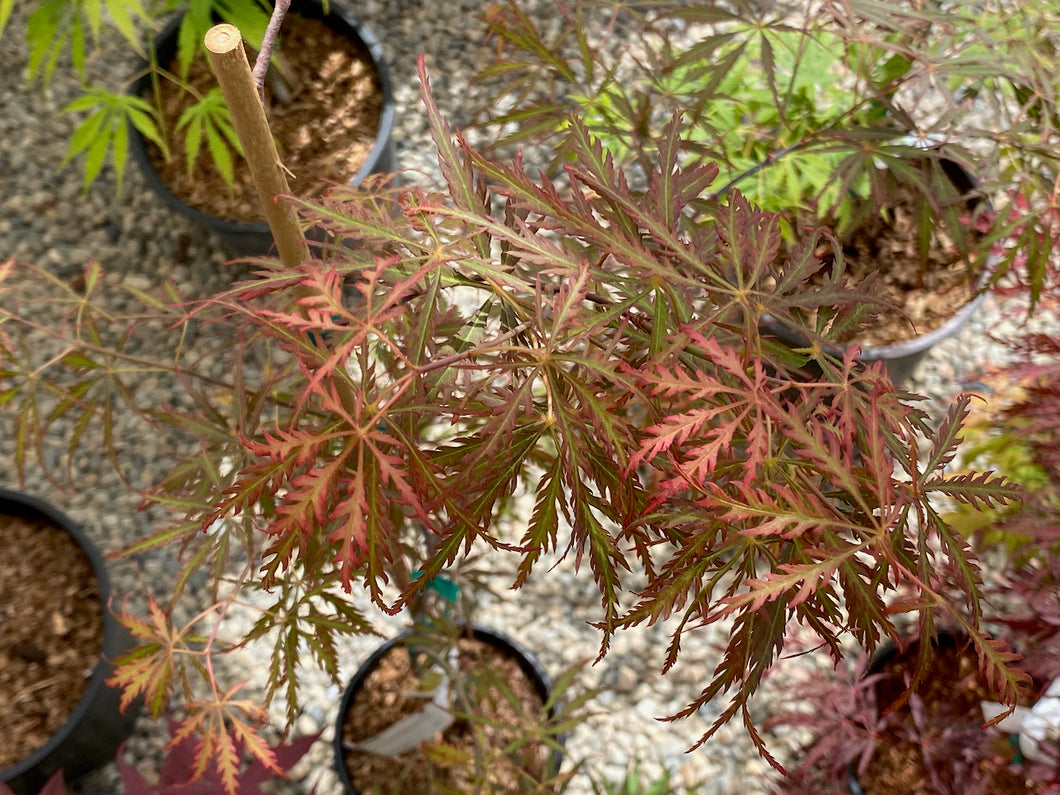 Acer palmatum dissectum 'Heartbeat'