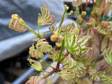 Load image into Gallery viewer, Acer palmatum &#39;Hikasa yama&#39;
