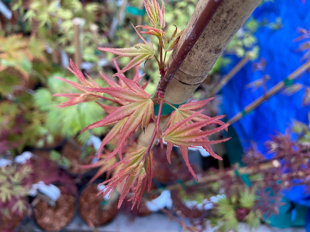 Acer palmatum 'Hino tori nishiki'
