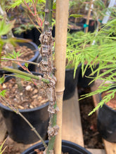 Load image into Gallery viewer, Acer palmatum &#39;Hubble&#39;s Super Cork&#39;
