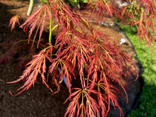 Load image into Gallery viewer, Acer palmatum dissectum &#39;Sunset&#39;
