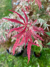 Load image into Gallery viewer, Acer palmatum &#39;Shirazz&#39;
