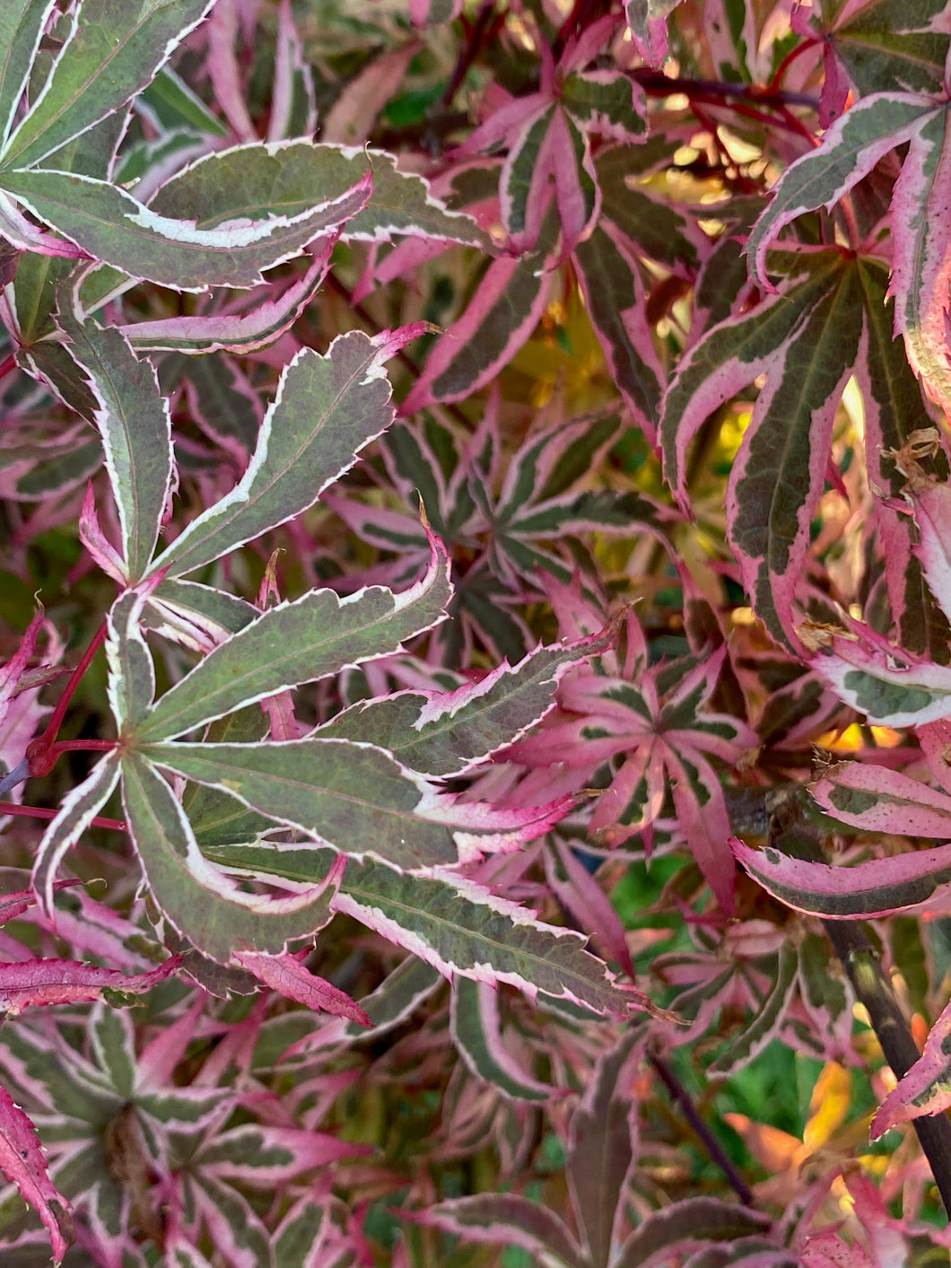 Acer palmatum 'Shirazz'