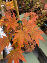 Load image into Gallery viewer, Acer palmatum &#39;Tsukushigata&#39;
