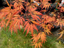 Load image into Gallery viewer, Acer palmatum dissectum &#39;Emma&#39;
