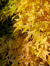 Load image into Gallery viewer, Acer palmatum &#39;Golden Falls&#39;
