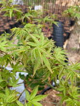 Load image into Gallery viewer, Acer palmatum &#39;Kiyohime&#39;
